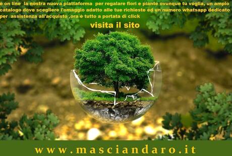 Pianta Verde in Vaso di Vetro - Masciandaro